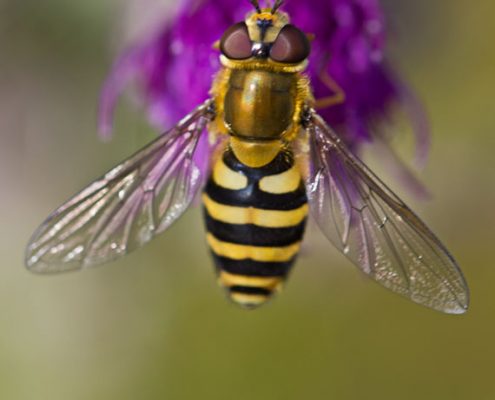 macro photography
