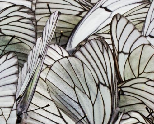 perfect patterns