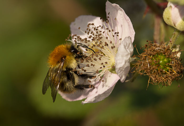 Common Carder bee
