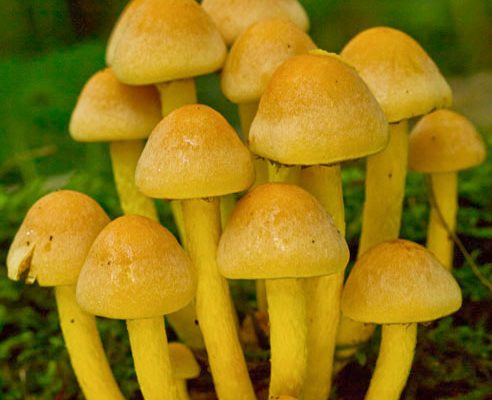 fungi