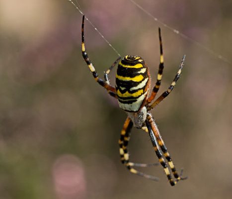 spiders