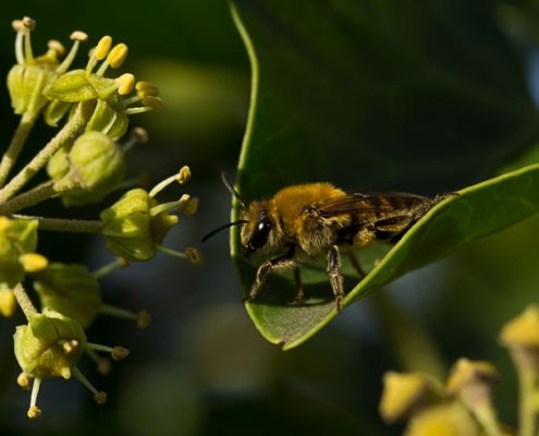 ivy bee