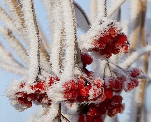 winter wonderland