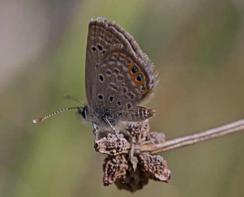 Cypriot spring
