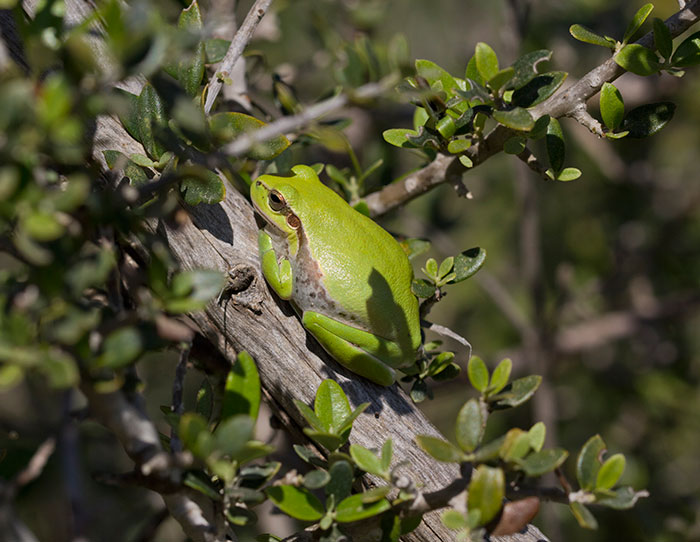 Middle Eastern Tree Frog (Hyla savignii)