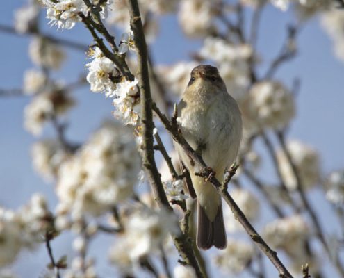 spring has sprung