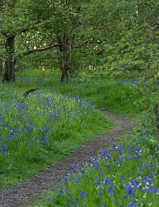 30 wild things - bluebell wood