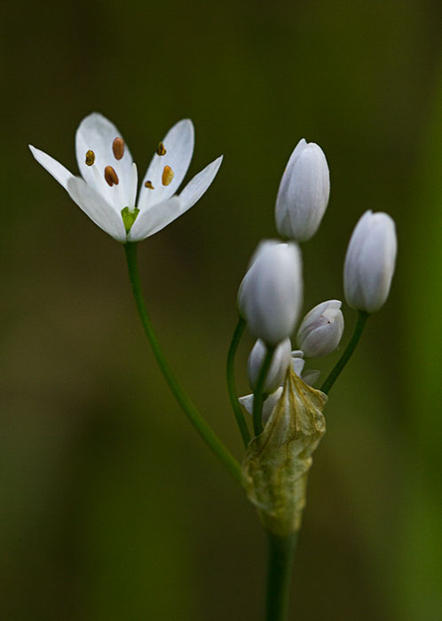 Allium-subhirsutum