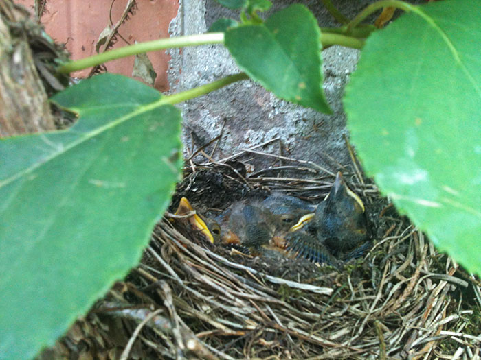 Blackbird-nest