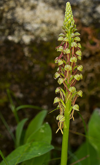 Man-orchid