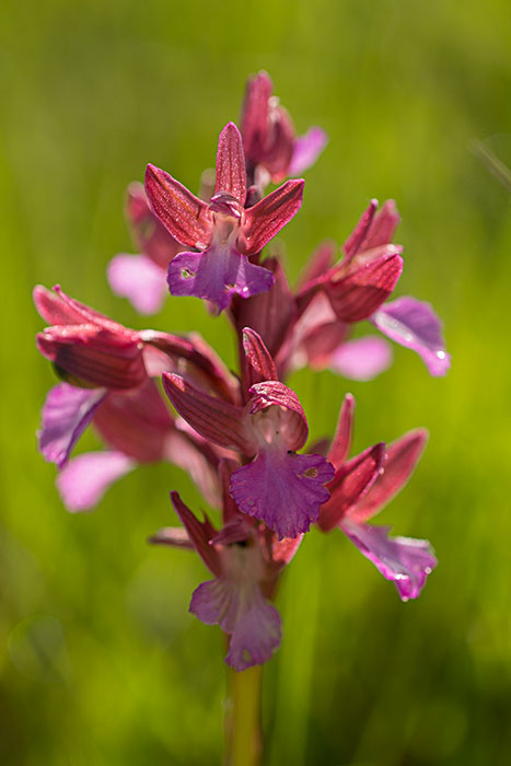 Pink-butterfly-orchid