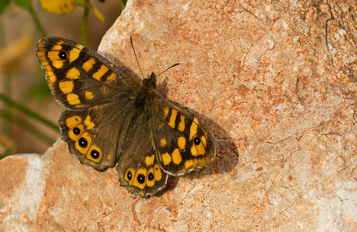 Southern-Speckled-Wood