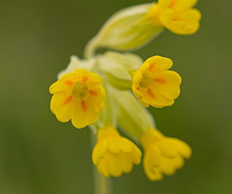 the colour of spring