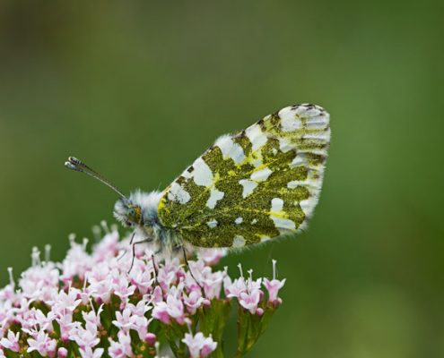 beautiful british butterflies