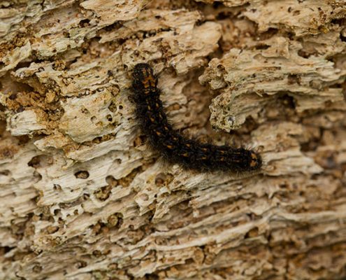 suffolk wildlife