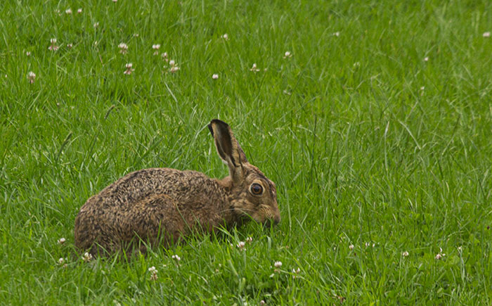 Hare-on-the-lawn