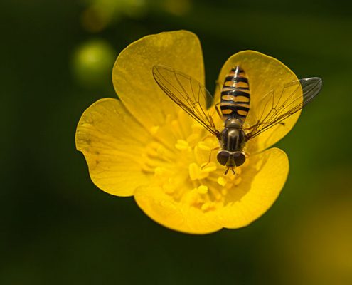 miniature miracles