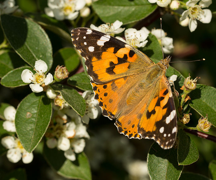Painted-Lady