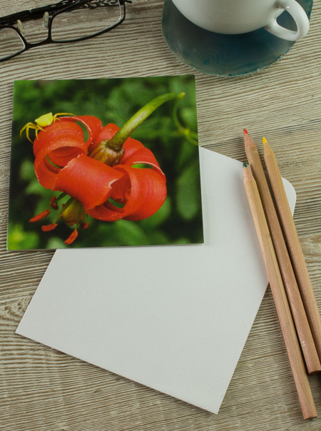 Yellow Crab Spider on Turk's Cap Lily notecard