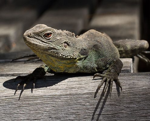 Gippsland Water Dragon