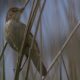 Reed Warbler with nesting material