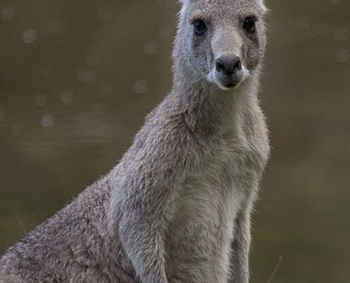 Eastern Grey Kangaroo