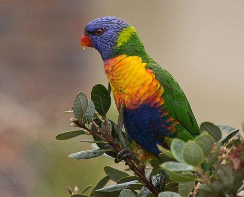 Rainbow Lorikeet