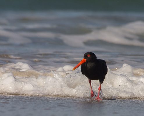 Variable Oystercatcher running from the tide