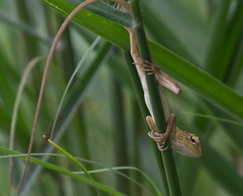 Changeable Lizard, Calotes versicolor