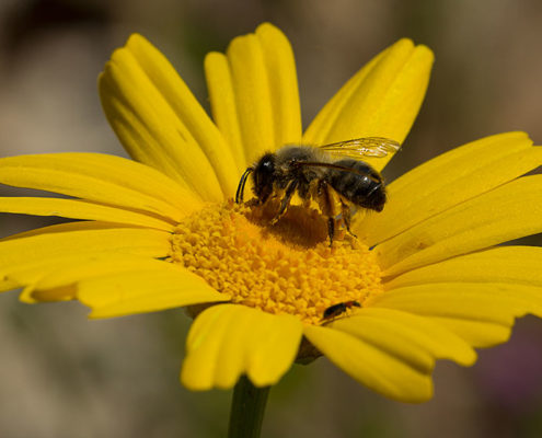 Bee on a Yellow Crown Daisy, Glebionis coronaria