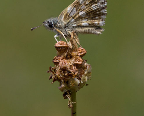 Butterflies of Greece, Hungarian Skipper