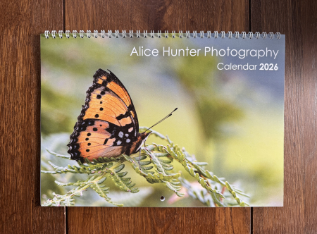 The cover of Alice's 2026 Wall Calendar against a wooden background, showing a photo of a Gaudy Commodore on the front.