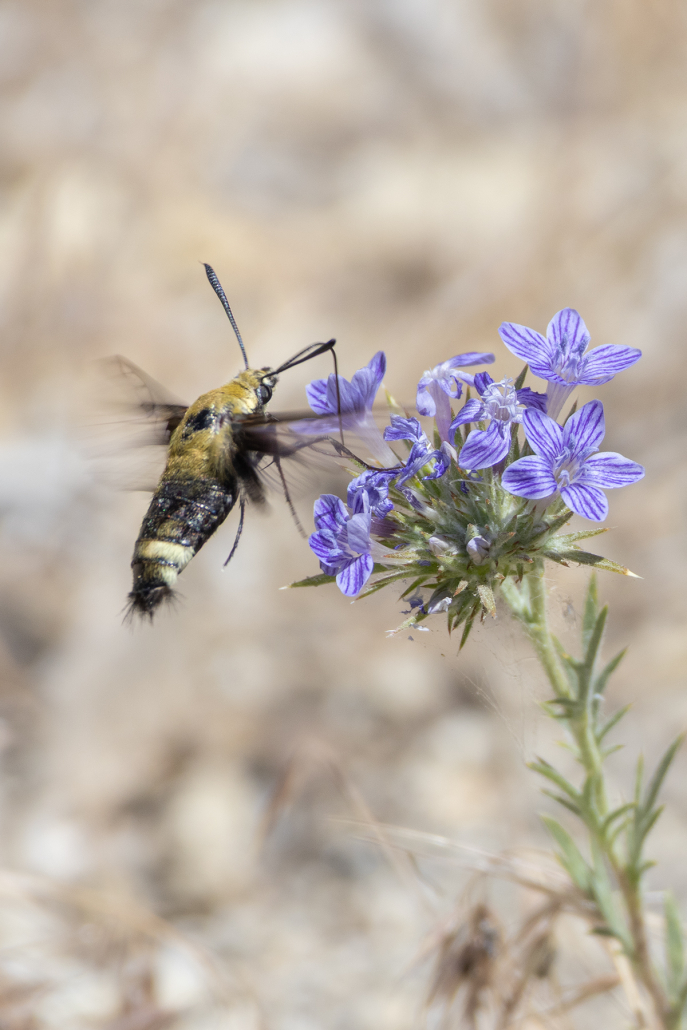 A clear-winged day-flying moth with a furry yellow and black body hovers in front of a blue and white striped flower to feed, its proboscis outstretched.