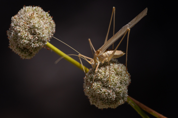 A pale tan coloured, very long-legged Katydid with long wings too, sits on top of a buckwheat flower which is bathed in sunlight. The background is cast into shadow and makes everything stand out in stark contrast.