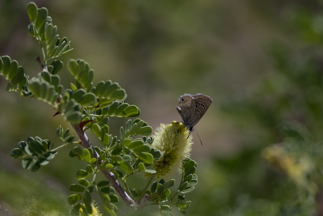 A small butterfly with a delicate pattern of spots and streaks on the underside of its wings visits a pale yellow fluffy flower in search of nectar. The butterfly is brownish grey on the underside but a thin streak along the edge of the wing hints at the blue on its upper surface which isn't fully visible because they are closed. It faces slightly downwards and to the right as the flower belongs to a tree, the branch of which comes up through the image at a left-leaning diagonal. There are more branches out of focus in the background.