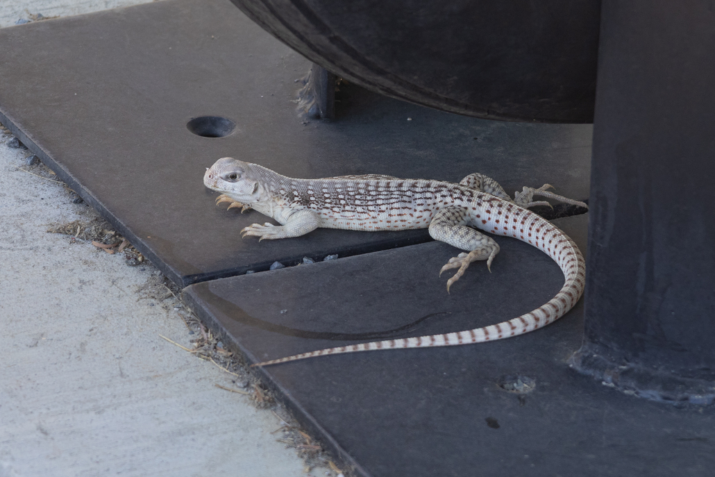A Desert Iguana, looking little like other iguanas but rather, a large, smooth, pale lizard with dark spots lies curled facing to the left on the metal plate to which an aircraft is mounted for display. The wheel is just visible behind the lizard.