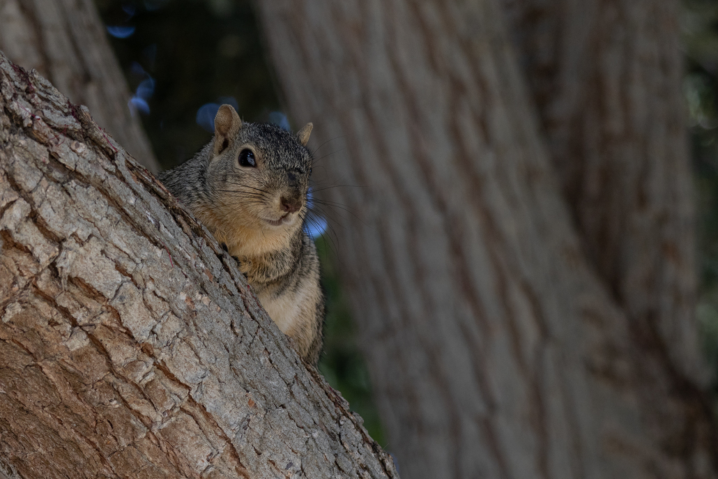 An Eastern Fox Squirrel lounges on a branch, just the top half of its body visible. It seems to have a slightly cheeky expression, if such a thing can be given to an animal!