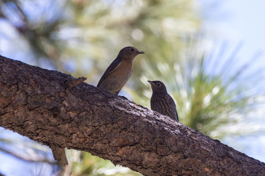 Two birds sit facing one another on a branch. The bird on the left is the adult female, with just discernible blue plumage on her back and a pinky grey breast, while the one on the right is her chick, brown and streaky, sitting lower than her. She has just finished feeding her youngster. The background is dappled foliage against blue sky.