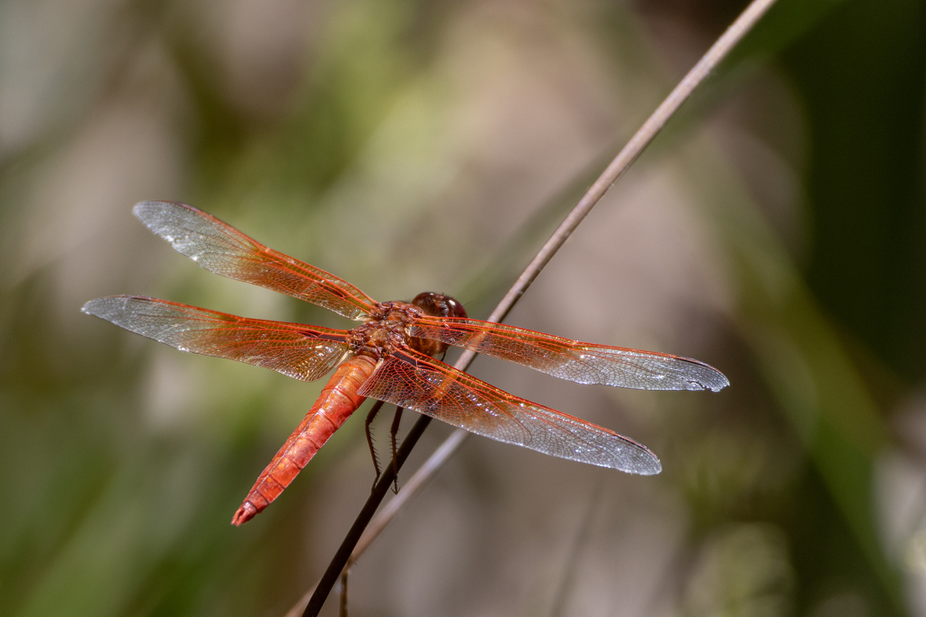 An orange dragonfly with orange patches that extend along the inner half of its wings sits, facing away from the camera on a reed stem which cuts diagonally across the image. The background is out of focus and the whole scene is bathed in sunlight.