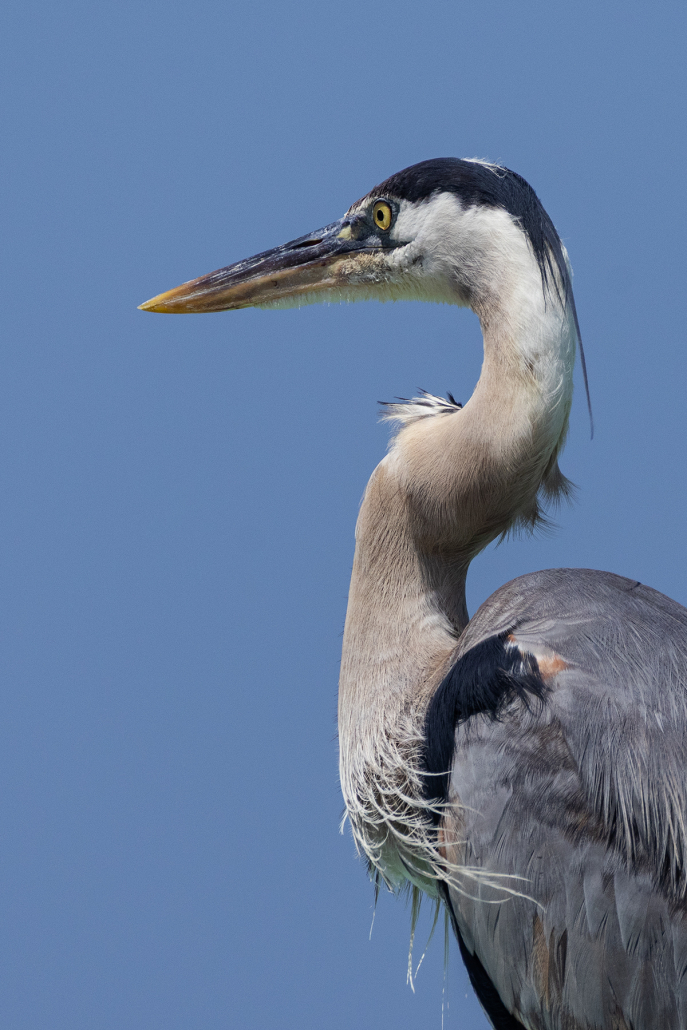 An adult Great Blue Heron, with slate grey plumage on its back and a long mushroom coloured neck leading up to a smart black-capped head with a sharp grey and yellow beak and beady yellow eye. This photograph is taken against a blue sky and has a portrait-like quality with no other elements in the image.