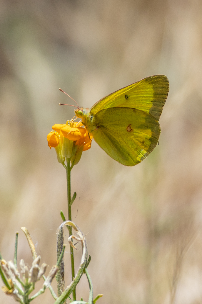 A yellow butterfly nectars on a a vibrant orange flower, the last on the stem. The butterfly is side on to the camera, facing left and has its wings closed, the sun is bright and the entire scene gives an impression of a hot landscape behind despite the rest being out of focus.
