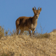 Iberian Ibex in the Sierra Nevada, Spain