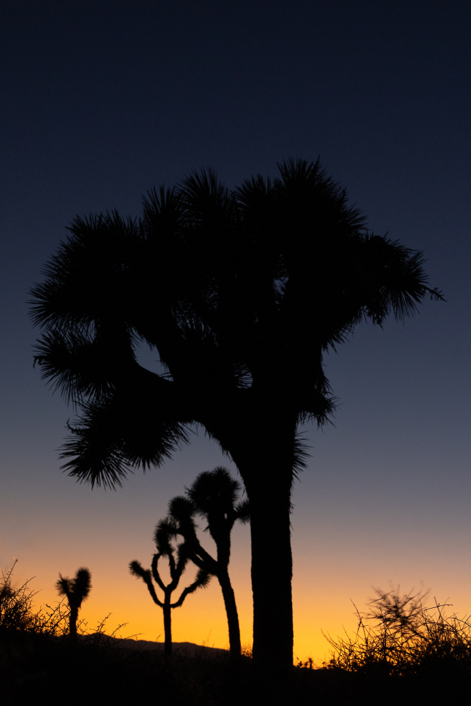 A silhouette of a spiky Joshua Tree against a sunset. The sky is orange at the base of the image and fades to deep blue at the top as night draws in. There are several other Joshua trees in the middle distance.