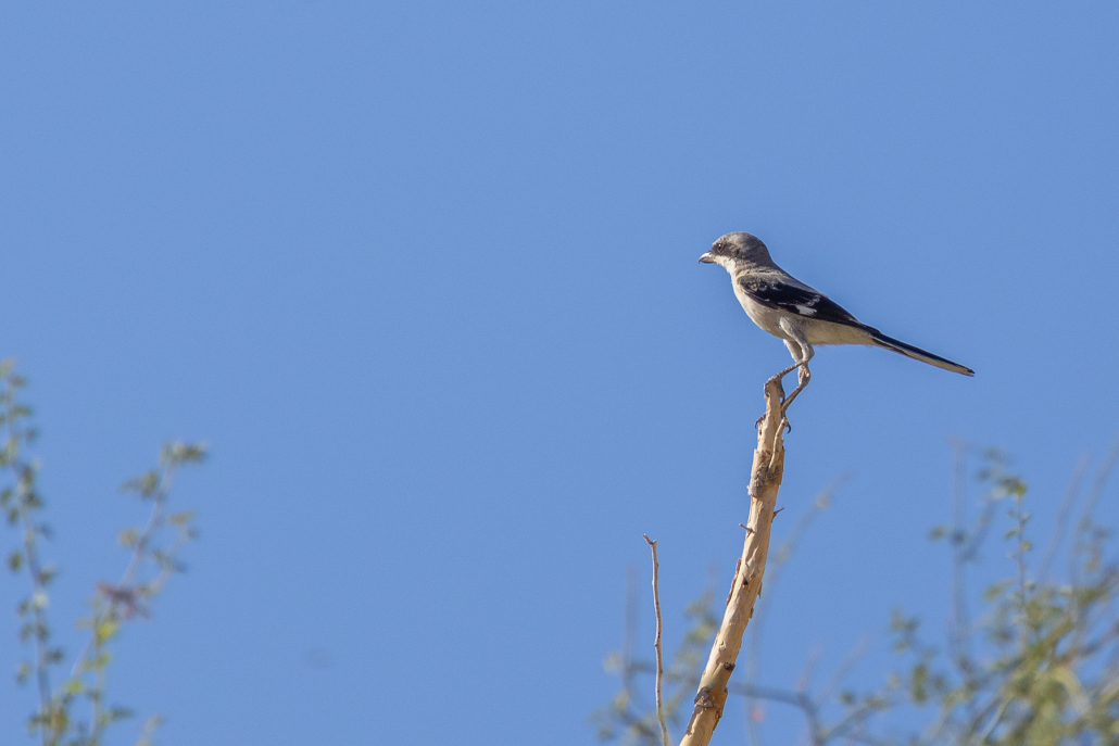 A smart grey bird with darker grey wings and a white breast sits on top of a dead branch that sticks up vertically. It has a long tail and a hooked beak, the dark grey of its wings is echoed in a mask-like marking that covers its eyes. It looks slightly away from the camera into the distance. The background is mostly blue sky with a few leafy branches sticking up into it from beyond the bird.