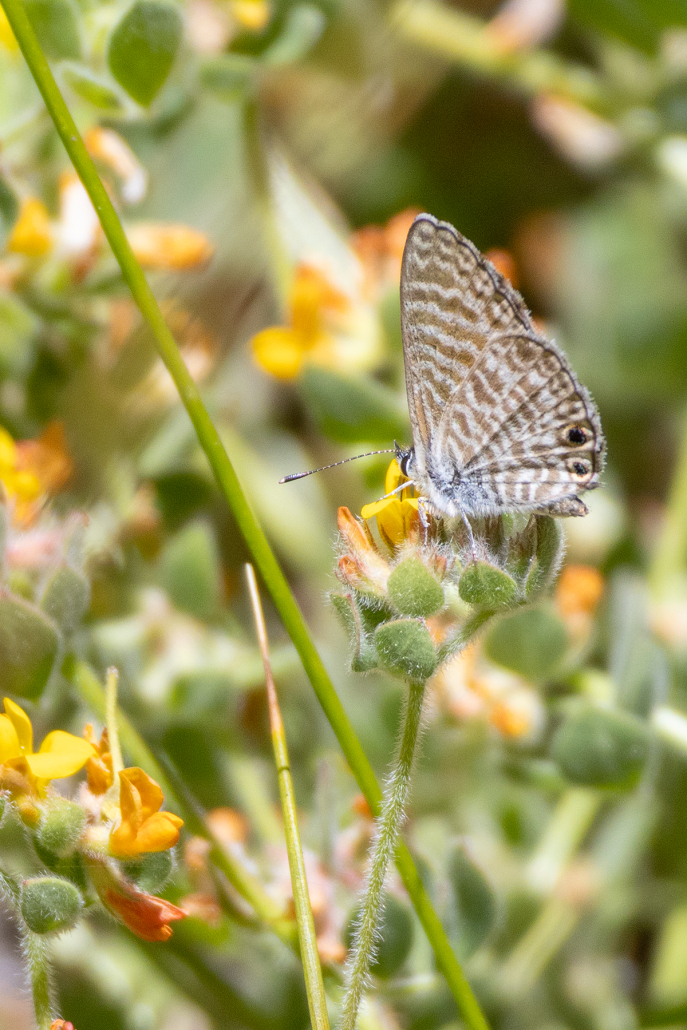 A small butterfly with intricate brown and white markings and two dark lunules at the back of the hindwing feeds on small yellow flowers of the pea family. It faces to the left and slightly away from the camera.