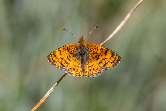 A vibrant orange butterfly with scribbled black markings and a row of black dots along the trailing edge of each hindwing sits square in the middle of the picture with its wings spread. It is perched on a single piece of dry grass which stretches horizontally across the frame and the dull green background is thrown out of focus.