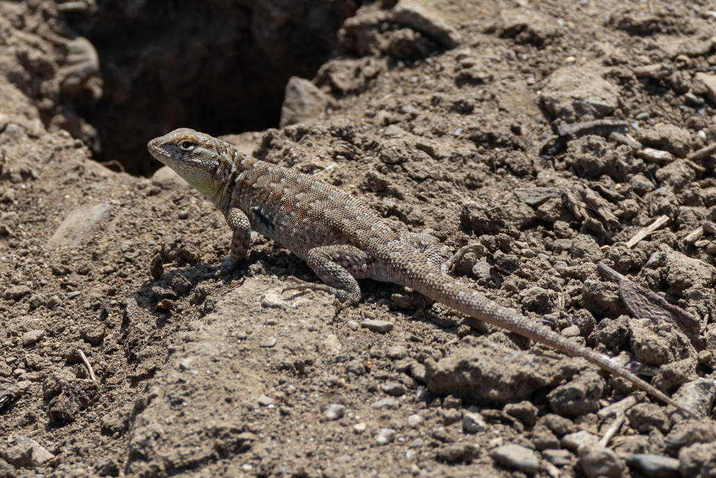 A pale brown, mottled Western Side-blotched Lizard stands in front of a small hole in the ground, facing to the left and showing the camera its side. It looks at the camera warily.