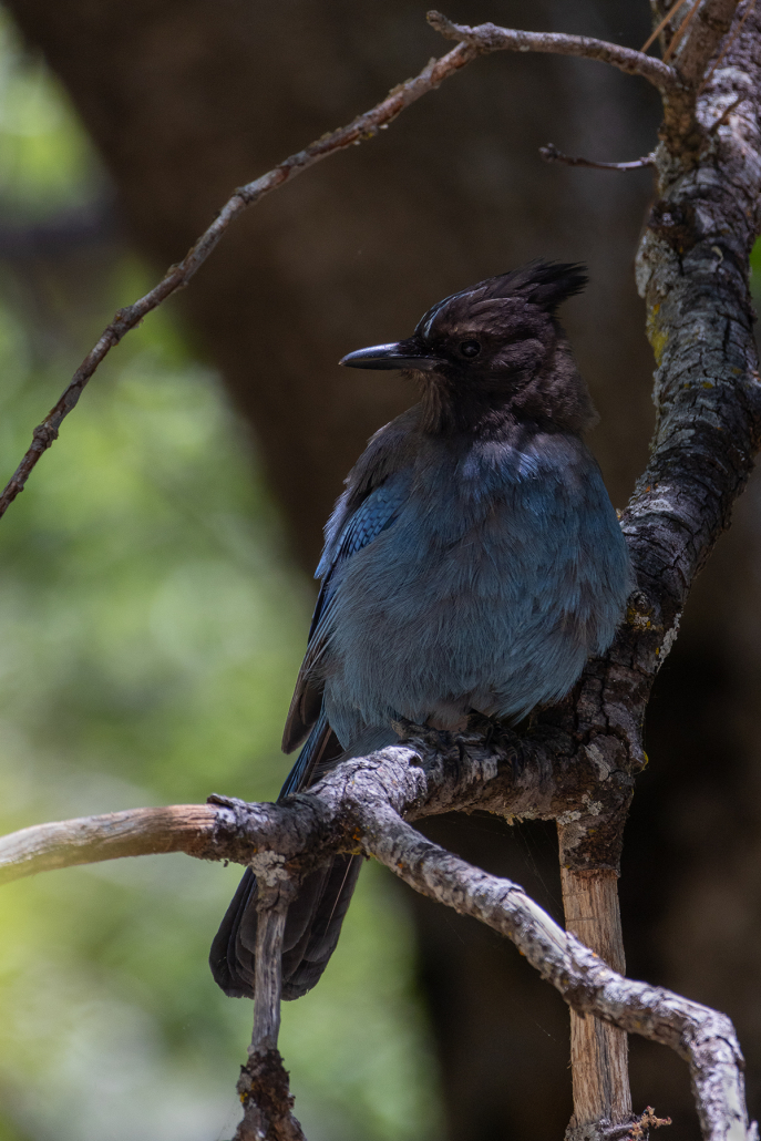 A black and blue Steller's Jay with its crest partly raised sits on a branch in dappled light, its body facing the camera but head turned to the left.
