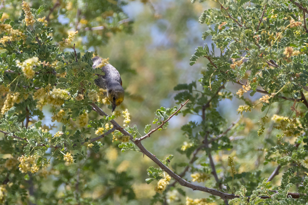 A small grey bird with a yellow head hangs off the edge of a branch in search of food. The branch has lots of small leaves and yellow fluffy flowers, and there are more such branches in the background.