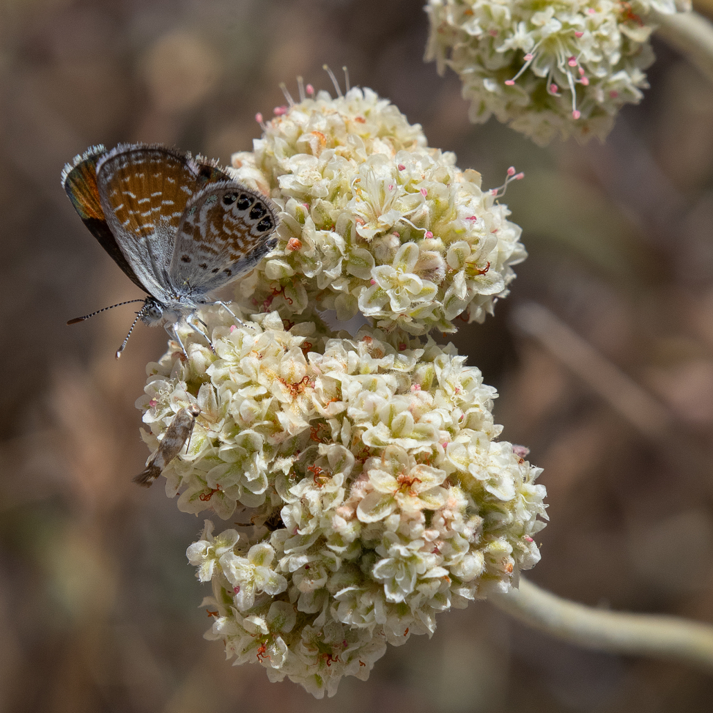 A tiny coppery coloured butterfly sits on top of a buckwheat flower with its wings slightly open. There is a metallic sheen on the upperside while the underside fades from copper to pale blue-grey near the body with an intricate pattern of spots. The butterfly is facing to the left and the flowerhead, although itself small, dwarfs it.